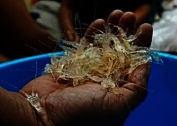 Pengiriman 23.942 Benih Lobster Digagalkan