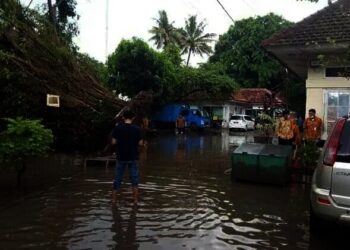 Pohon Berusia 30 Tahun di Diskoperindag Kabupaten Serang Tumbang 