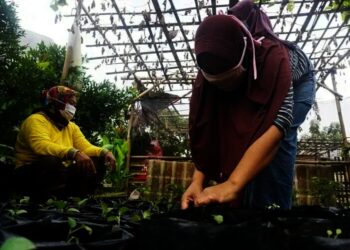 Melihat, Perawatan dan Pembibitan Tanaman Sayuran di KWT ATM