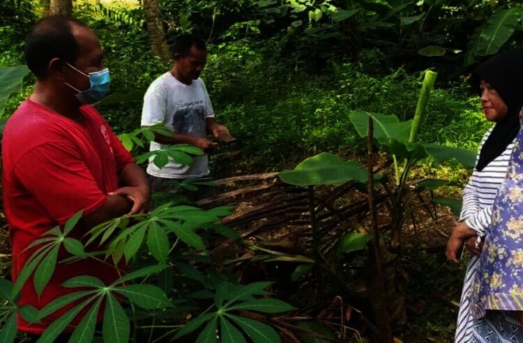 Pohon Pisang dengan Lima Jantung Bikin Heboh Pandeglang