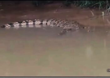 Buaya Muncul Gegerkan Tanjung Burung, Kades Bilang Jumlahnya 3 hingga 4 Ekor