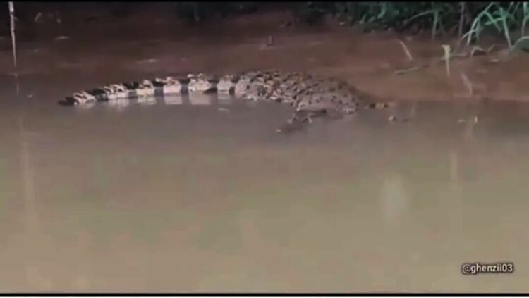 Buaya Muncul Gegerkan Tanjung Burung, Kades Bilang Jumlahnya 3 hingga 4 Ekor