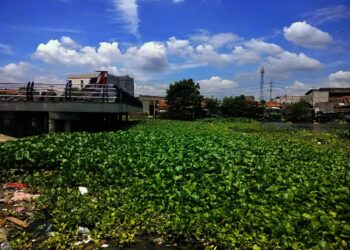 Situ Batusari Dipenuhi Eceng Gondok, Kadis Budpar: Bakal Ditata Jadi Kampung Beksi