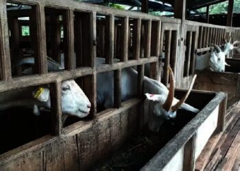 Tujuh Kambing di Serpong Dicuri, Pemiliknya Disisakan Jeroan