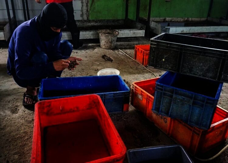 Melihat, Penguraian Sampah Organik di TPST Benua Hijau