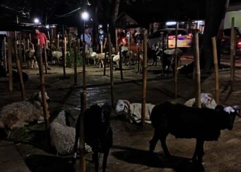 Omzet Pedagang Hewan Kurban di Kota Tangerang Melejit