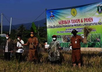 GERAKAN TANAM DAN PANEN–Distan Provinsi Banten, terus berupaya meningkatkan produksi beras untuk mendukung peningkatan ketahanan pangan, melalui gerakan tanam dan panen, Senin (26/7/2021). (ISTIMEWA)