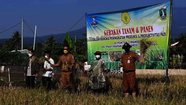 GERAKAN TANAM DAN PANEN–Distan Provinsi Banten, terus berupaya meningkatkan produksi beras untuk mendukung peningkatan ketahanan pangan, melalui gerakan tanam dan panen, Senin (26/7/2021). (ISTIMEWA)