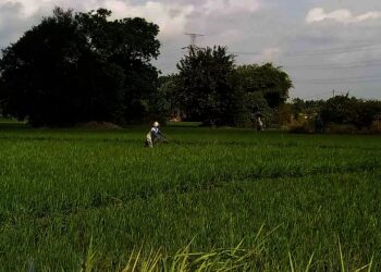 LAHAN PADI–Sejumlah petani, sedang membersihkan rumput yang tumbuh disekitar tanaman padi miliknya, Minggu (25/7/2021). Kegiatan tersebut dilakukan, agar tanaman padi tumbuh dengan subur. (SIDIK/SATELITNEWS.ID)