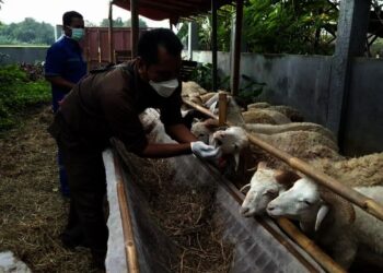 PEMERIKSAAN HEWAN KURBAN–Petugas dari Kabupaten Serang dan Provinsi Banten, sedang memeriksa hewan kurban, Rabu (7/7/2021). Diharapkan bebas dari antraks. (SIDIK/SATELIT NEWS)