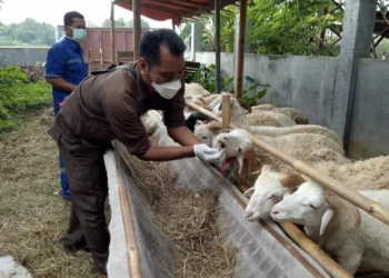 PEMERIKSAAN HEWAN KURBAN–Petugas dari Kabupaten Serang dan Provinsi Banten, sedang memeriksa hewan kurban, Rabu (7/7/2021). Diharapkan bebas dari antraks. (SIDIK/SATELIT NEWS)