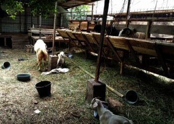 Klaim Permintaan Stabil, Koperasi Lumbung Ternak Banten Sediakan 1.000 Hewan Kurban