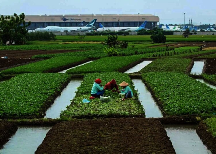 Panen Sayur Di Pinggir Bandara Internasional Soekarno-Hatta