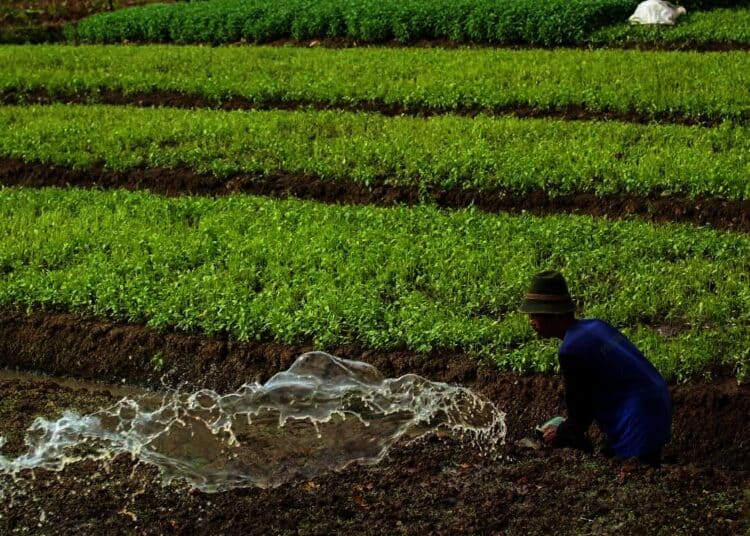 Panen Sayur Di Pinggir Bandara Internasional Soekarno-Hatta
