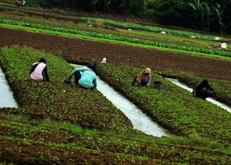 Panen Sayur Di Pinggir Bandara Internasional Soekarno-Hatta