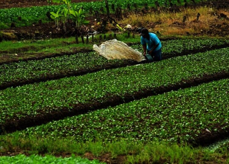 Panen Sayur Di Pinggir Bandara Internasional Soekarno-Hatta