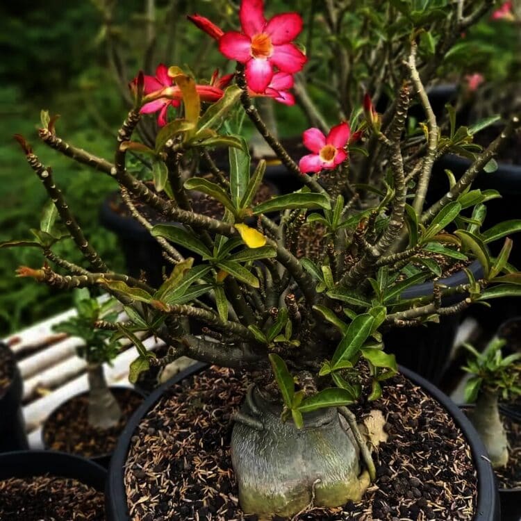 Dalam Sehari, Penjual Adenium di Karang Tengah Raup Rp10 Juta