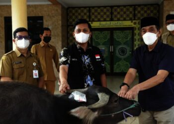 SERAHKAN HEWAN KURBAN–Wabup Pandeglang, Tanto Warsono Arban didampingi jajarannya, sedang menyerahkan satu ekor kerbau ke pengurus DKM Agung Ar-Rahman Pandeglang, di halaman kantor MUI Pandeglang, Senin (19/7/2021). (NIPAL SUTIANA/SATELITNEWS.ID)