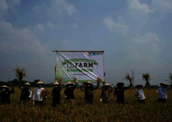 PANEN RAYA–Sebagai tanda KolaborAksi di tengah pandemi, Dompet Dhuafa bersama Gapoktan Bina Mulya, didukung Baznas (Bazis) DKI Jakarta, melakukan panen raya pemberdayaan petani di Desa Beberan, Kecamatan Ciruas, Kabupaten Serang, Rabu (25/8/2021). (ISTIMEWA)