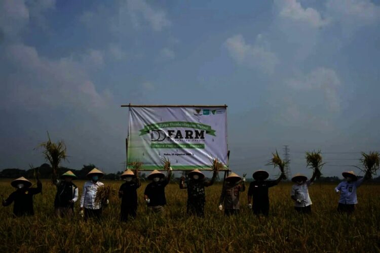 PANEN RAYA–Sebagai tanda KolaborAksi di tengah pandemi, Dompet Dhuafa bersama Gapoktan Bina Mulya, didukung Baznas (Bazis) DKI Jakarta, melakukan panen raya pemberdayaan petani di Desa Beberan, Kecamatan Ciruas, Kabupaten Serang, Rabu (25/8/2021). (ISTIMEWA)