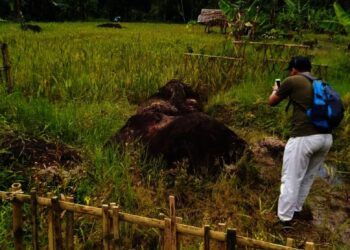 PENGUNJUNG–Seorang pengunjung sedang memotret batu kepala gajah, di Kampung Pamatang, Desa Mekarwangi, Kecamatan Saketi, Kabupaten Pandeglang, (ISTIMEWA)