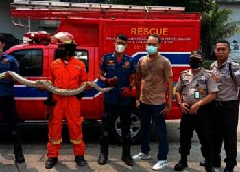 Ular Sanca Panjang Empat Meter Melilit di Troli, Karyawan Gempar