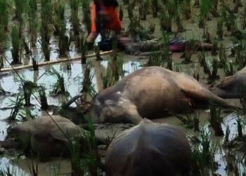 Polisi Sebut Ada Kabel Menjuntai Saat Penggembala dan Lima Ekor Kerbau di Lebak Tewas