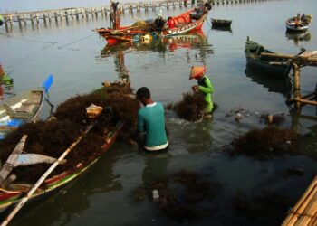 Nelayan di Kabupaten Serang, sedang memanen rumput laut. (ISTIMEWA)