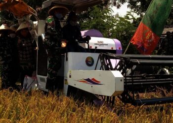 PANEN PADI–Bupati Serang Ratu Tatu Chasanah, didamping Danrem 063/Maulana Yusuf dan Dandim 0602 Serang, melaksanakan panen padi di Kecamatan Tanara, Kamis (30/9/2021). (ISTIMEWA)