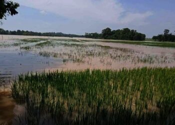 Lahan persawahan terendam luapan Sungai Cisangu. (ISTIMEWA)