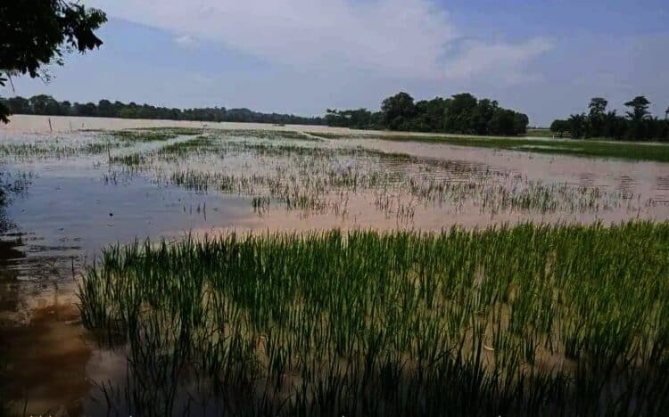 Lahan persawahan terendam luapan Sungai Cisangu. (ISTIMEWA)