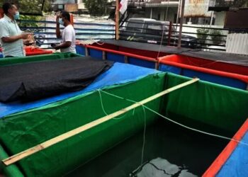 ‘Kutil’dari Cimone Datangkan Untung, Sudah Ada Pesanan dari Malaysia