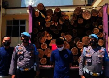 Maling Pohon Akasia, Oknum Anggota BPD di Lebak Diciduk Polisi, Segini Nilai Kerugiannya