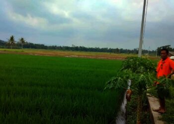 Budi Herliansyah meninjau hamparan sawah, yang akan dibangun wisata alam, Selasa (26/10/2021). (ISTIMEWA)