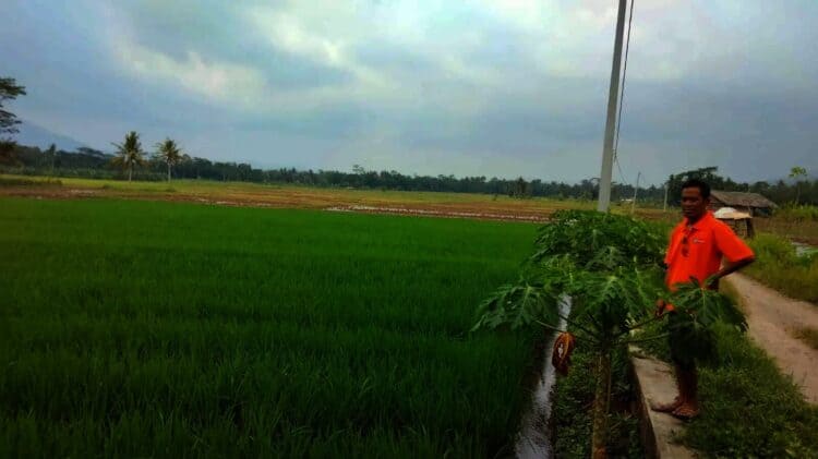 Budi Herliansyah meninjau hamparan sawah, yang akan dibangun wisata alam, Selasa (26/10/2021). (ISTIMEWA)