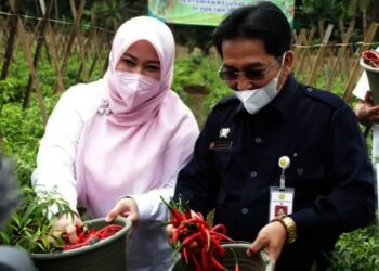 PANEN CABAI–Bupati Pandeglang, Irna Narulita, bersama Plt BKP Kementan RI, Sarwo Edhi, sedang menunjukan hasil panen petani yang mendapatkan program PK, Rabu (13/10/2021). (ISTIMEWA)