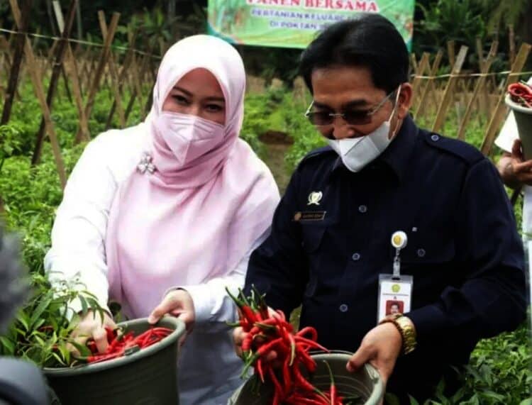 PANEN CABAI–Bupati Pandeglang, Irna Narulita, bersama Plt BKP Kementan RI, Sarwo Edhi, sedang menunjukan hasil panen petani yang mendapatkan program PK, Rabu (13/10/2021). (ISTIMEWA)