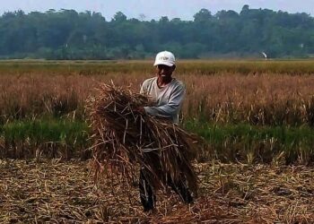 KUMPULKAN JERAMI–Ketua Karya Tani Muda, Lalan, mengumpulkan jerami padi sisa panen di ladang miliknya, Jumat (15/10/2021). Jerami tersebut, rencananya akan diolah menjadi pupuk organik. (ISTIMEWA)