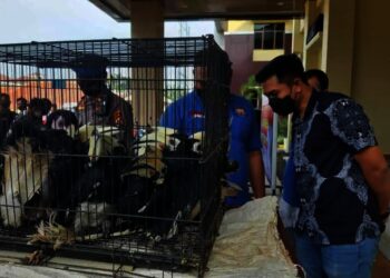 Dua penjual satwa dilindungi jenis burung, digelandang ke Mapolres Pandeglang berikut barang bukti (BB)-nya. Keduanya diamankan dari kios tempatnya berjualan, di Kampung Citangkil, Desa Tangkilsari, Kecamatan Cimanggu, Kabupaten Pandeglang, Kamis (4/11/2021). (ISTIMEWA)