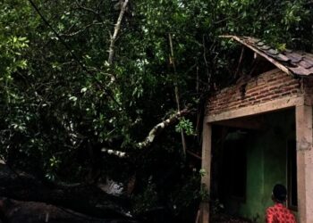 Rumah milik Ibrohim (42), warga Kampung Nangkabeurit RT 006 RW 002, Desa Bantar Waru, Kecamatan Cinangka, Kabupaten Serang, tertimpa pohon tumbang, Rabu (10/11/2021) sore. (ISTIMEWA)