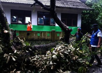 EVAKUASI–Warga bersama anggota KSB Carita, sedang mengevakuasi pohon durian yang tumbang akibat hujan deras yang disertai angin kencang, Jumat (19/11/2021). (ISTIMEWA)