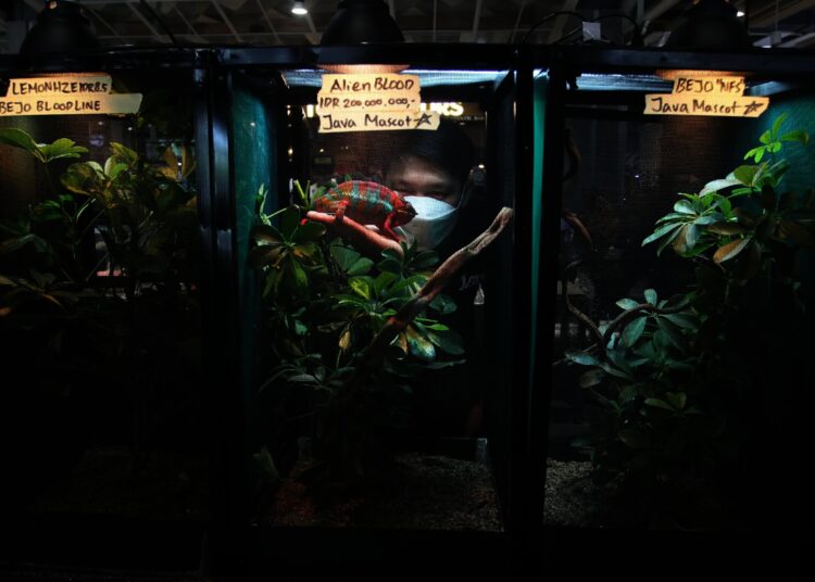 Potret Pameran Hewan Peliharaan Eksotik di Mal Living World