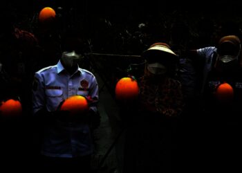 Bupati Serang Ratu Tatu Chasanah, panen perdana melon golden, di Desa Melati, Kecamatan Waringinkurung, Kabupaten Serang, Kamis (23/12/2021). (ISTIMEWA)