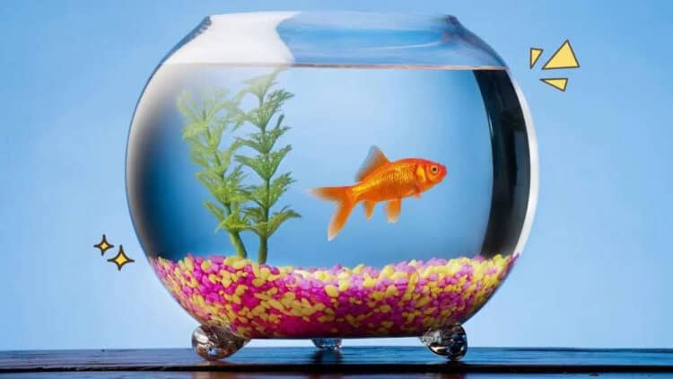 Pakai Akuarium Mangkuk Bikin Ikan Cepat Mati, Ini Dia Penyebabnya