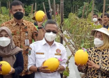 Kepala Distan Kabupaten Serang, Zaldi Dhuhna, mendampingi Bupati Serang, Ratu Tatu Chasanah, saat panen melon yang ditanam para pemuda Karang Taruna di Waringinkurung, belum lama ini. (ISTIMEWA)