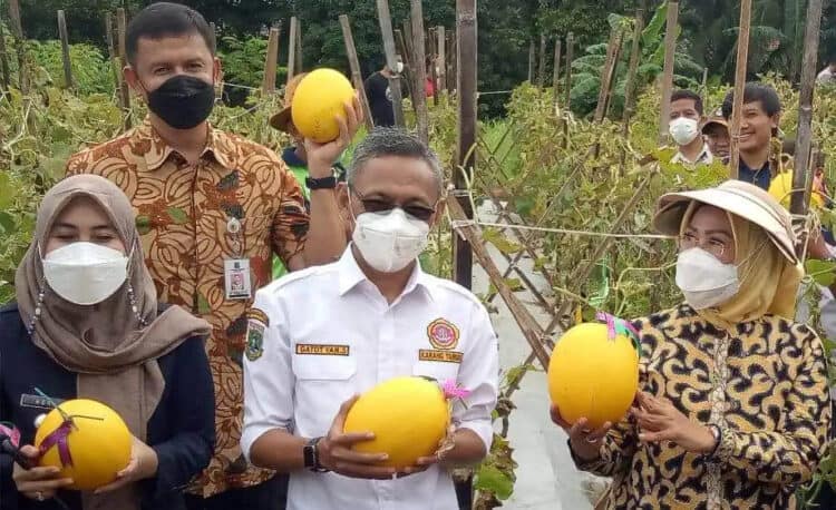 Kepala Distan Kabupaten Serang, Zaldi Dhuhna, mendampingi Bupati Serang, Ratu Tatu Chasanah, saat panen melon yang ditanam para pemuda Karang Taruna di Waringinkurung, belum lama ini. (ISTIMEWA)