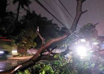 Hujan dan Angin Kencang Tumbangkan Pohon di Pamulang