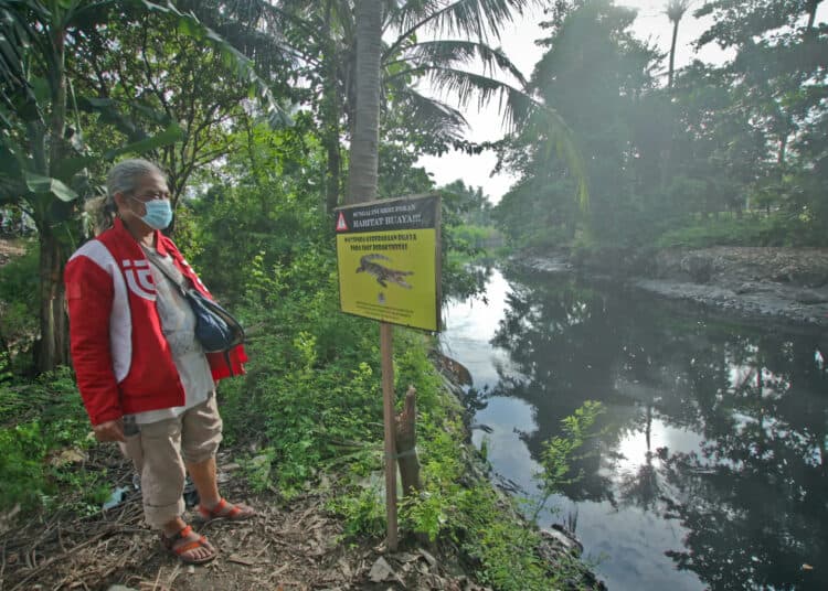 Foto Geger Kemunculan Tiga Ekor Buaya di Sungai Cirarab