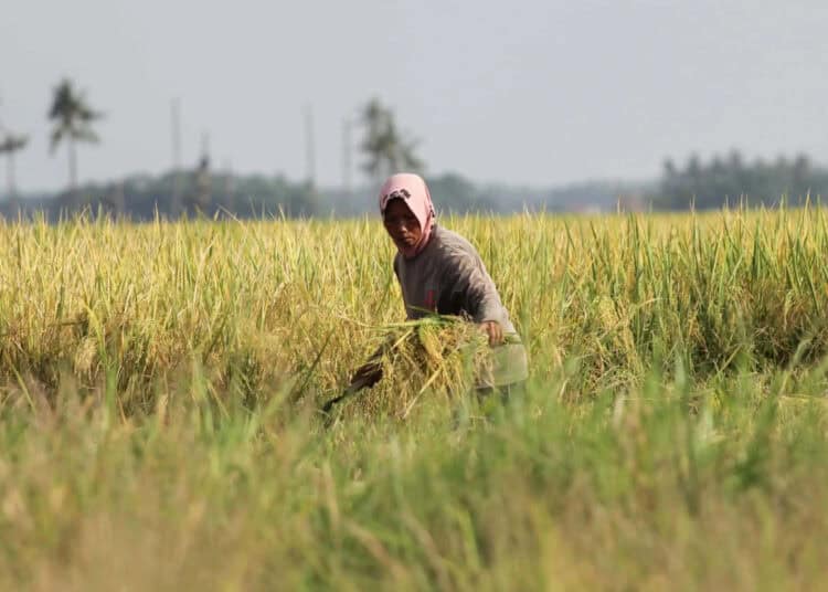 Foto Panen Padi di Desa Sukadiri Kabupaten Tangerang