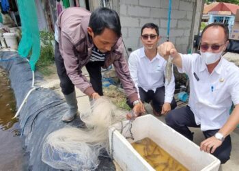 Kepala DKPP Kabupaten Serang, Suhardjo, memanen udang bersama para pembudidaya, belum lama ini. (ISTIMEWA)